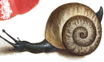 A snail painted for this entry